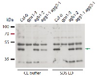 GPA1 | Guanine nucleotide-binding protein subunit alpha 1 in the group Antibodies Plant/Algal / Plant Developmental Biology / Plant Signal Transduction at Agrisera AB (Antibodies for research) (AS16 3939)